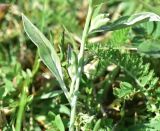 View full-size image Convolvulus lineatus
