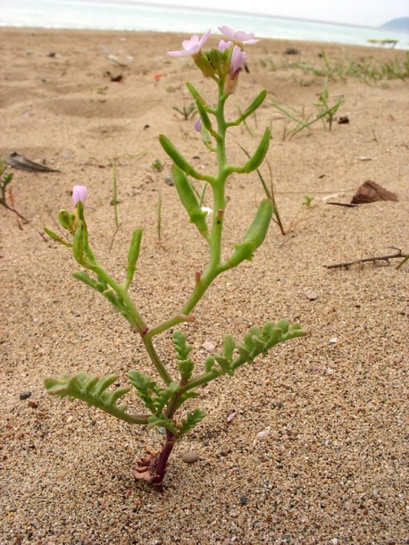 Image of Cakile maritima specimen.