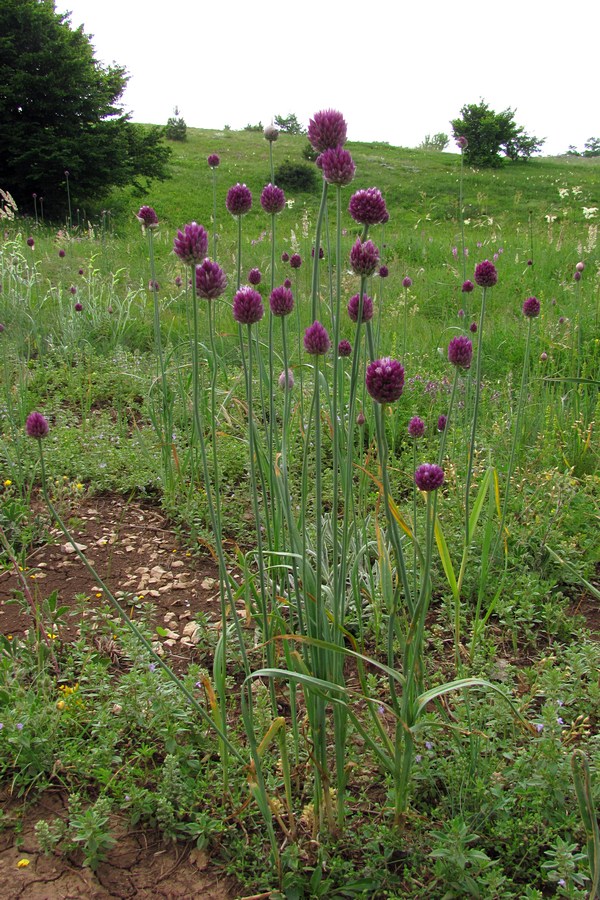 Изображение особи Allium rotundum.