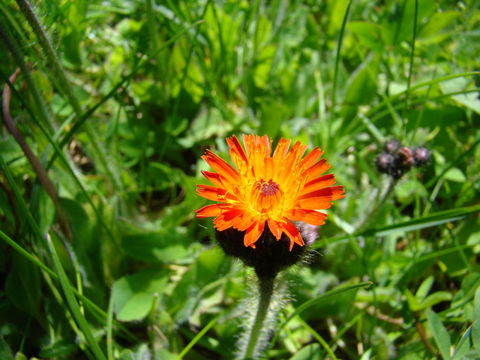 Image of Pilosella aurantiaca specimen.