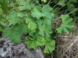 genus Alchemilla. Розетка прикорневых листьев. Кольский п-ов, Восточный Мурман, Дальние Зеленцы, берег губы Дальнезеленецкая. 17.07.2011.