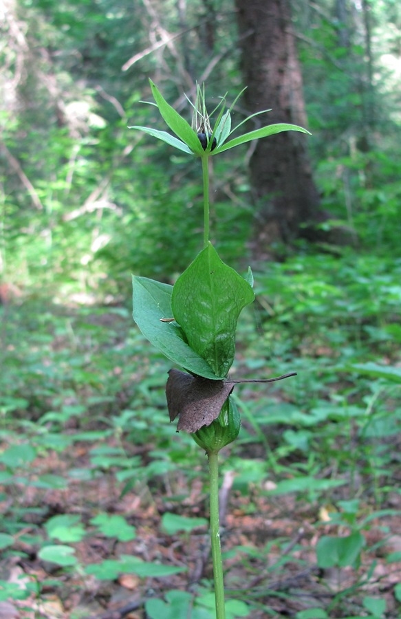 Изображение особи Paris quadrifolia.