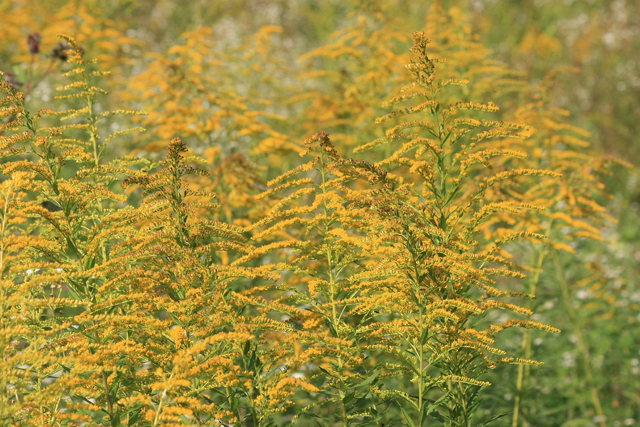 Image of Solidago canadensis specimen.