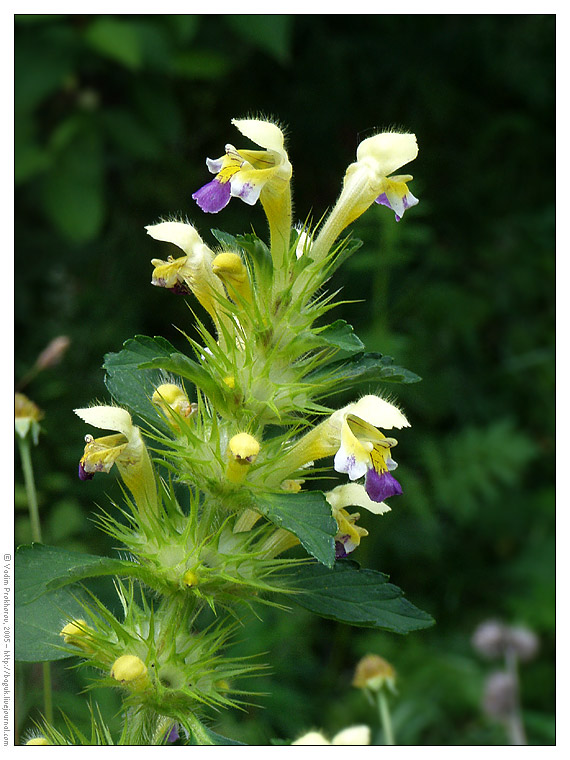 Image of Galeopsis speciosa specimen.