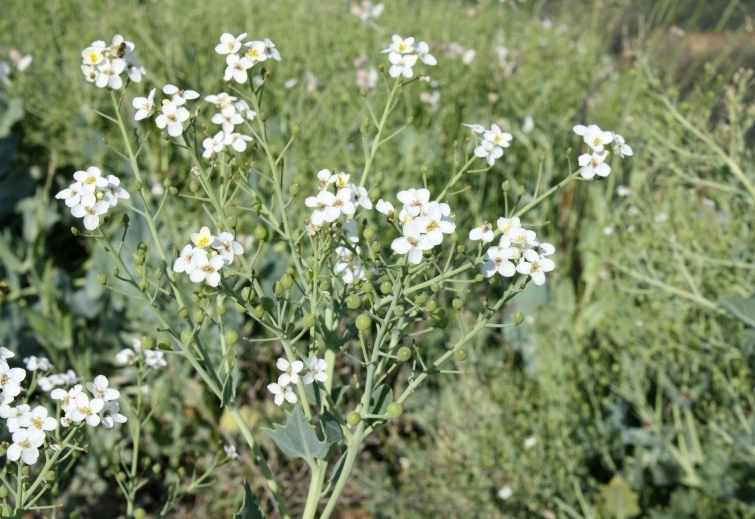 Изображение особи Crambe maritima.