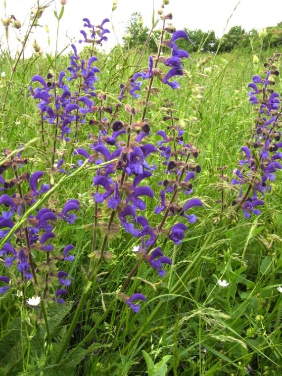 Изображение особи Salvia pratensis.