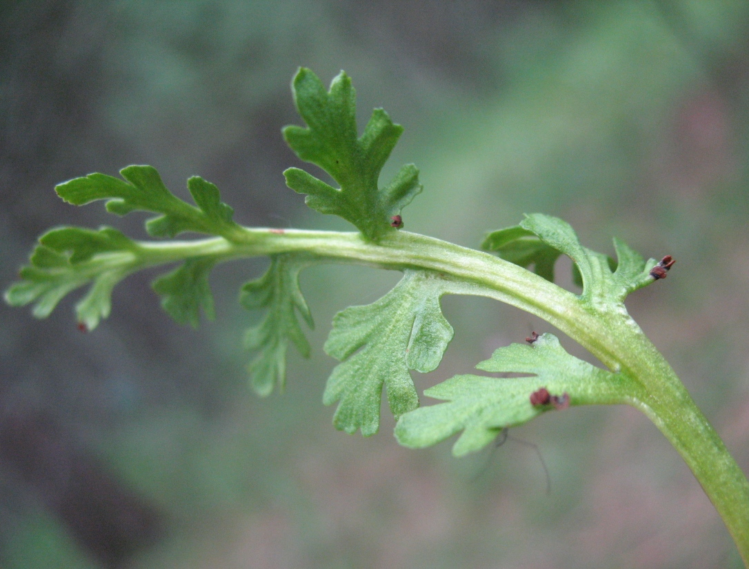 Изображение особи Botrychium matricariifolium.