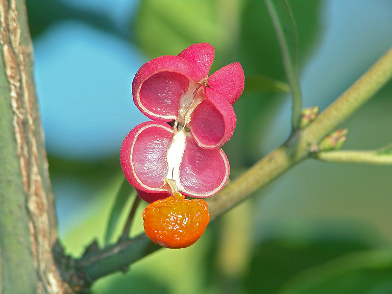 Image of Euonymus europaeus specimen.