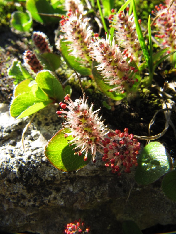 Image of Salix arctica specimen.