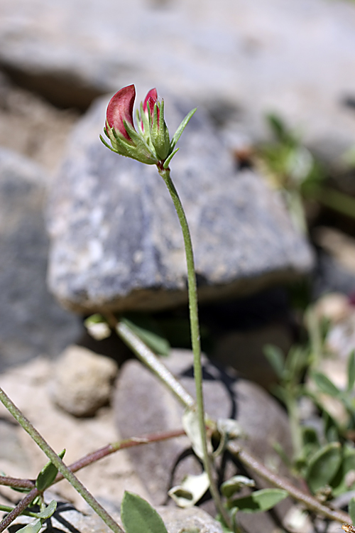 Image of Lotus sergievskiae specimen.