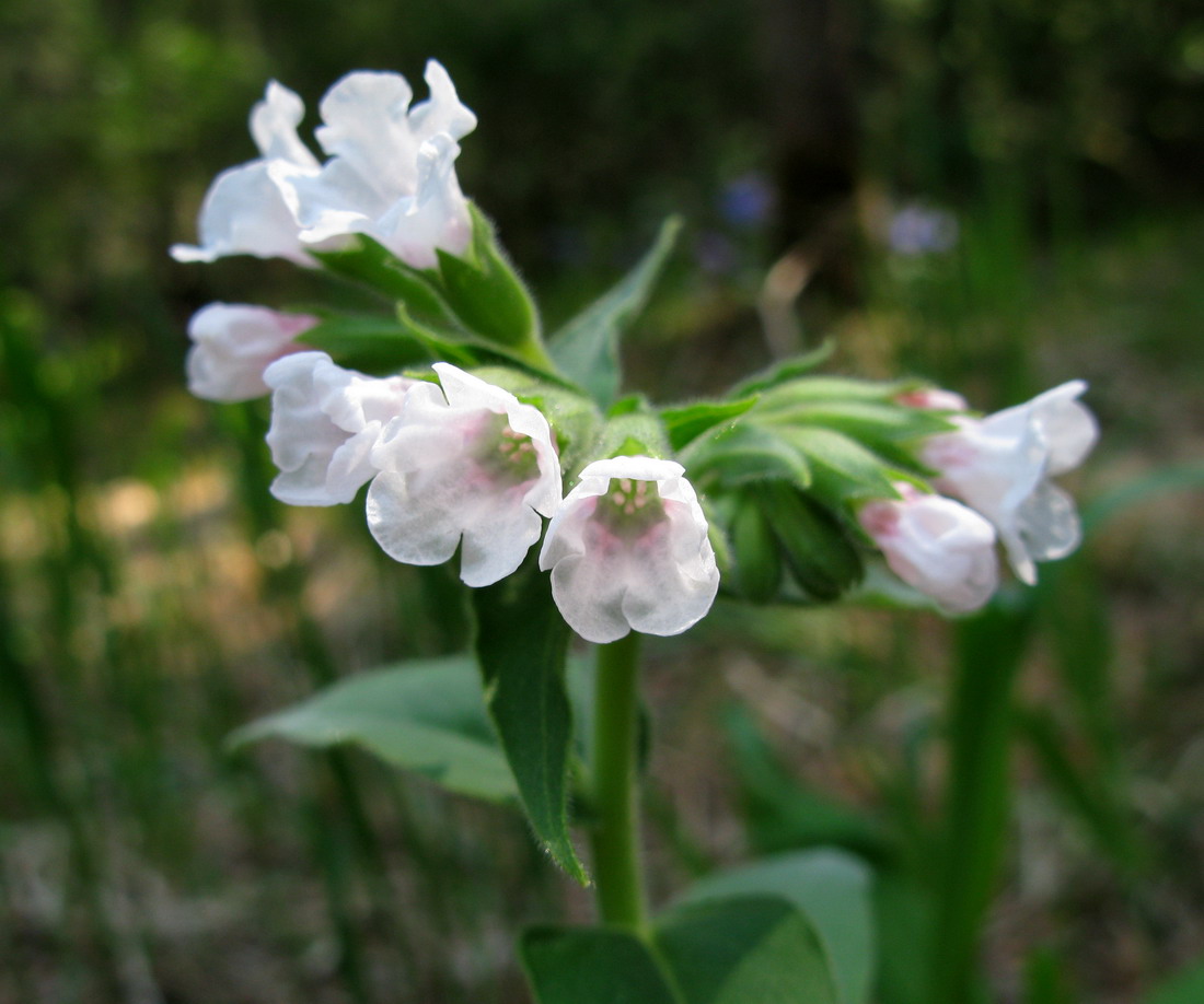 Image of Pulmonaria mollis specimen.