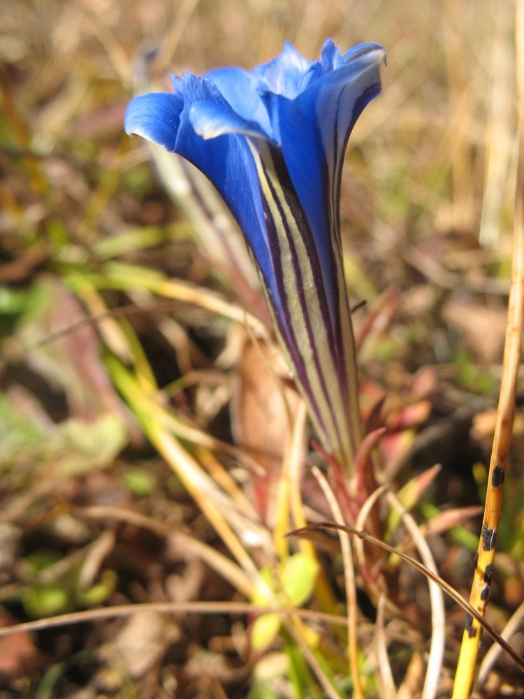 Image of Gentiana veitchiorum specimen.