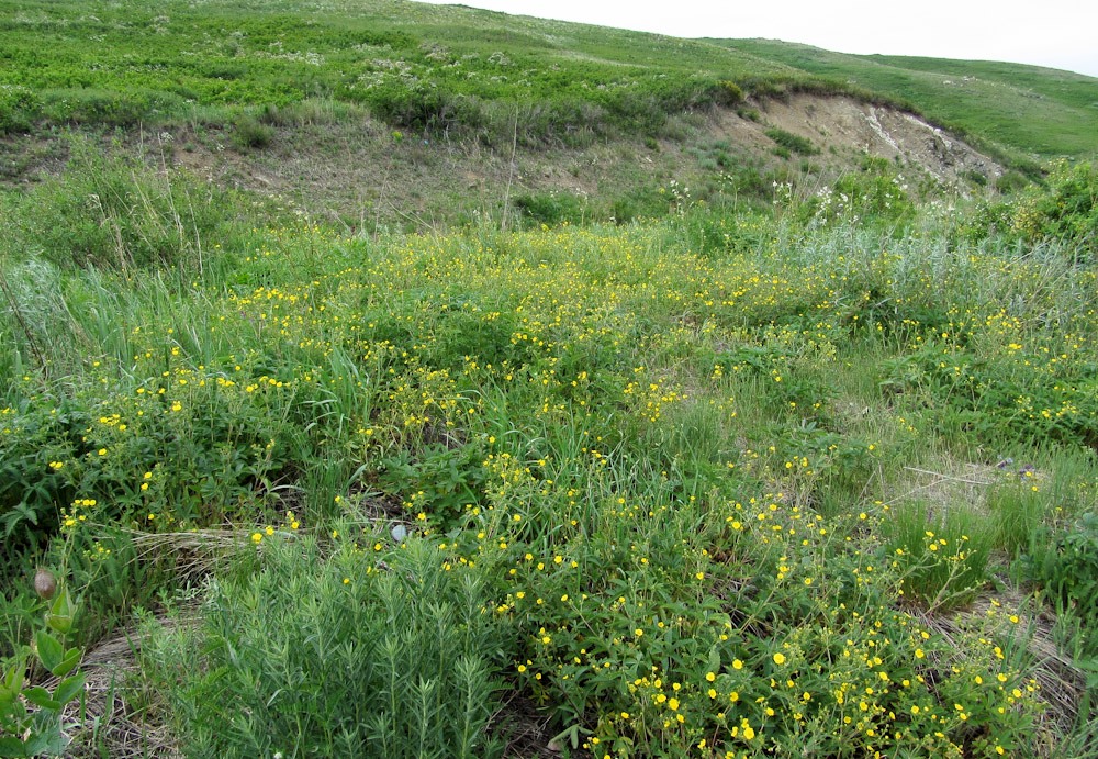 Изображение особи Potentilla recta.