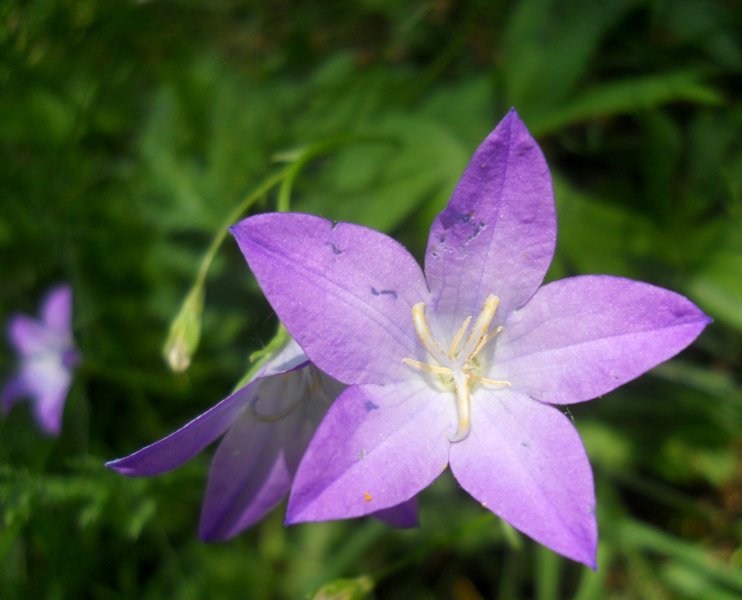 Изображение особи Campanula wolgensis.