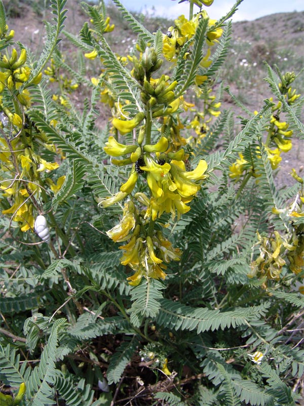 Image of Astragalus caraganae specimen.