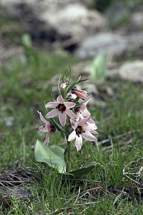 Image of Rhinopetalum stenantherum specimen.