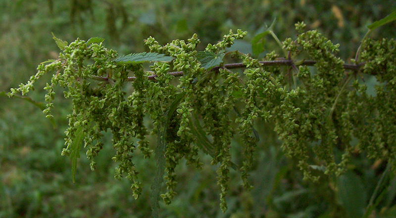 Изображение особи Urtica dioica.