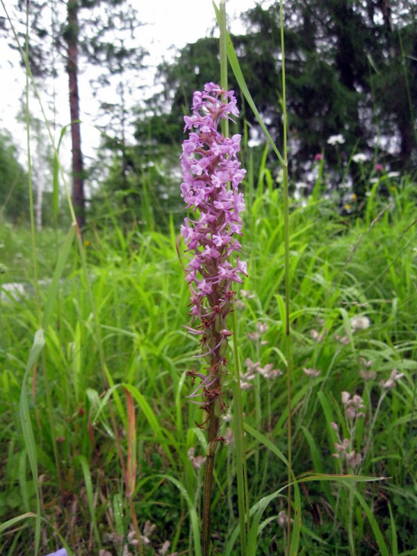 Image of Gymnadenia conopsea specimen.