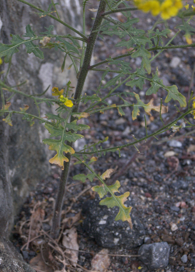 Image of Sisymbrium lipskyi specimen.