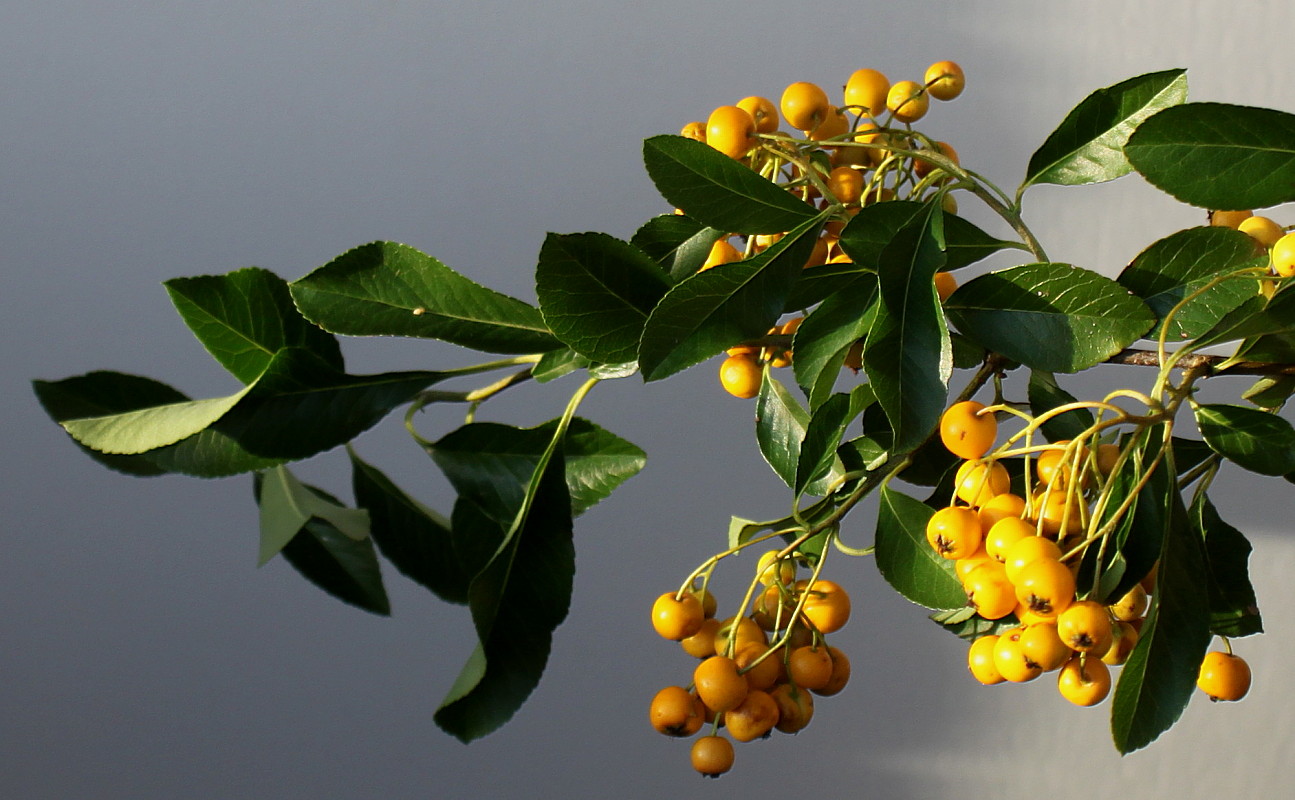 Image of Pyracantha coccinea specimen.