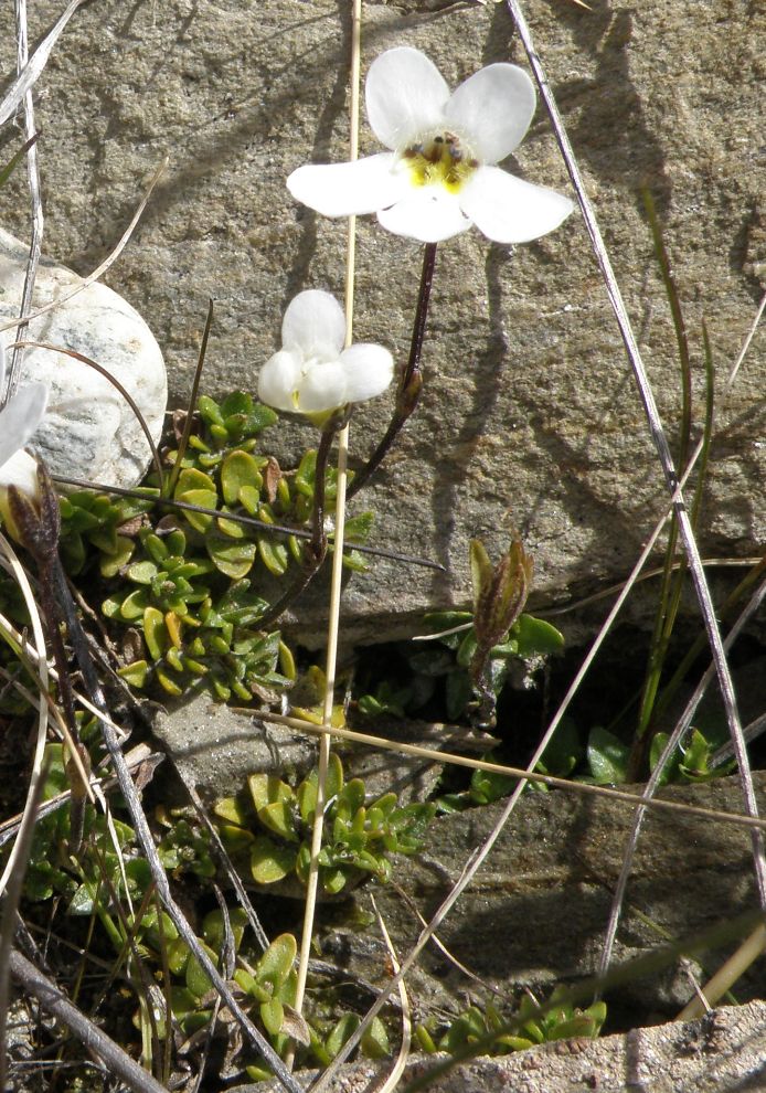 Image of Ourisia caespitosa specimen.