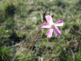 Dianthus polymorphus