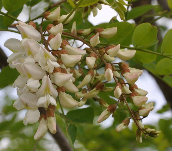 Изображение особи Robinia pseudoacacia.