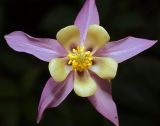 genus Aquilegia. Цветок. Московская обл., Раменский р-н, окр. дер. Хрипань, садовый участок. 24.06.2012.