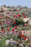 Tulipa systola. Цветущие растения в сообществе с Helianthemum vesicarium и Erucaria microcarpa. Israel, Negev Mountains. 05.03.2010.