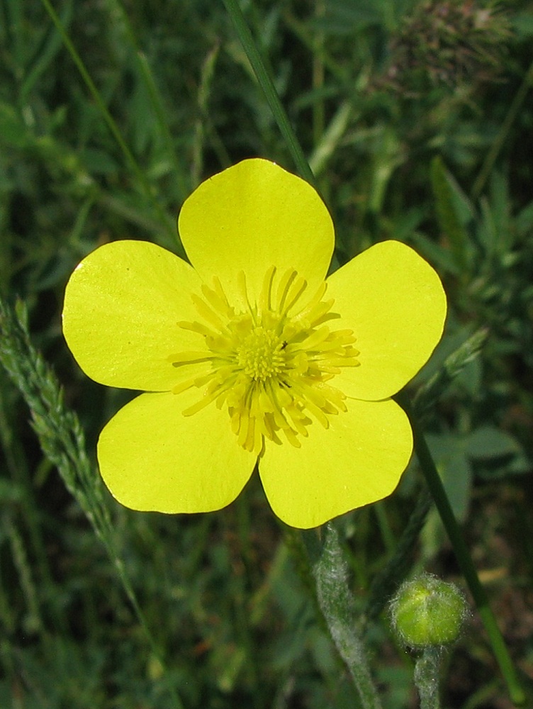 Image of Ranunculus illyricus specimen.