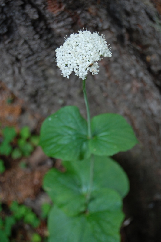 Image of Valeriana alliariifolia specimen.