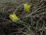 Pulsatilla albana