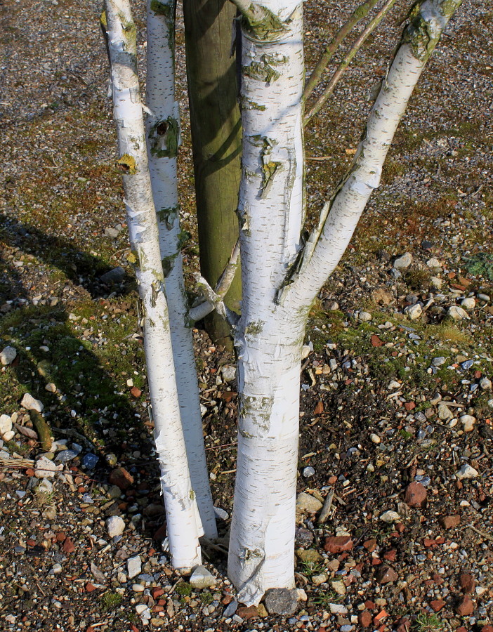 Изображение особи Betula utilis var. jacquemontii.