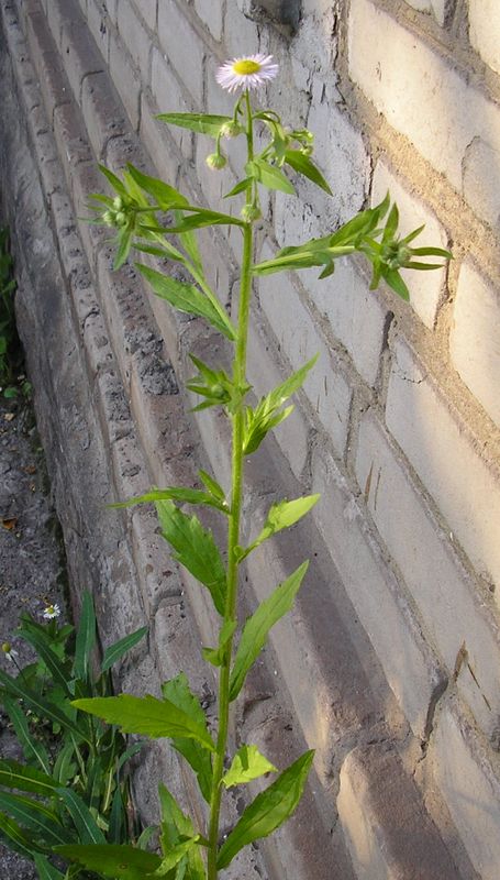 Изображение особи Erigeron annuus ssp. lilacinus.
