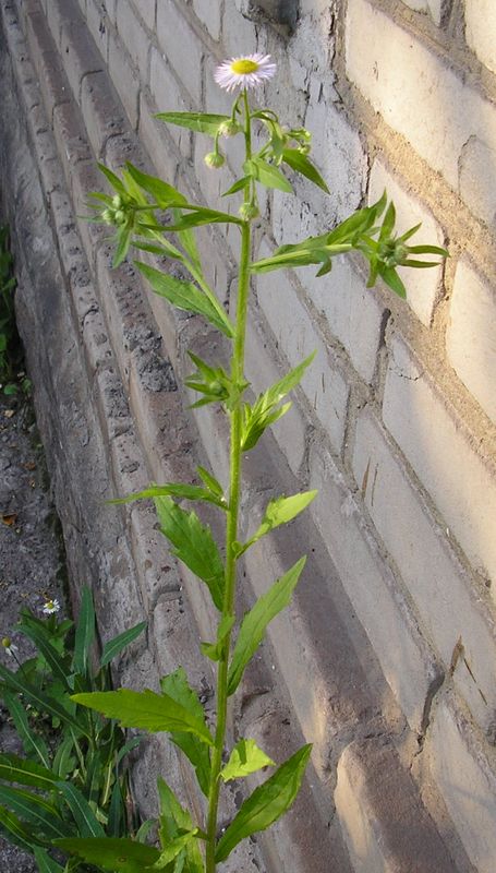 Image of Erigeron annuus ssp. lilacinus specimen.