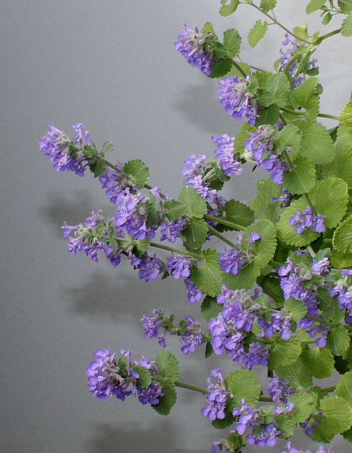 Image of Nepeta &times; faassenii specimen.