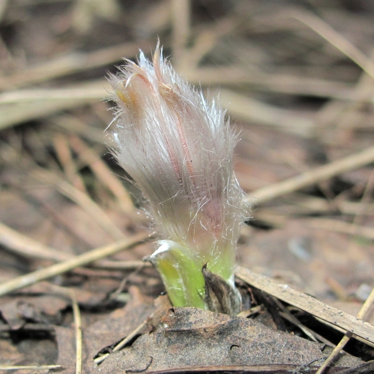 Image of Pulsatilla patens specimen.