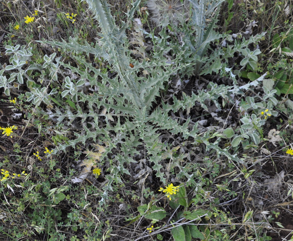 Image of Onopordum myriacanthum specimen.