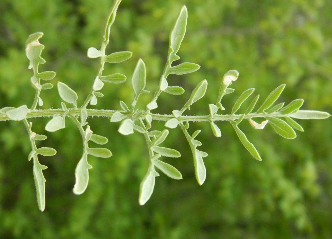 Image of Centaurea salonitana specimen.