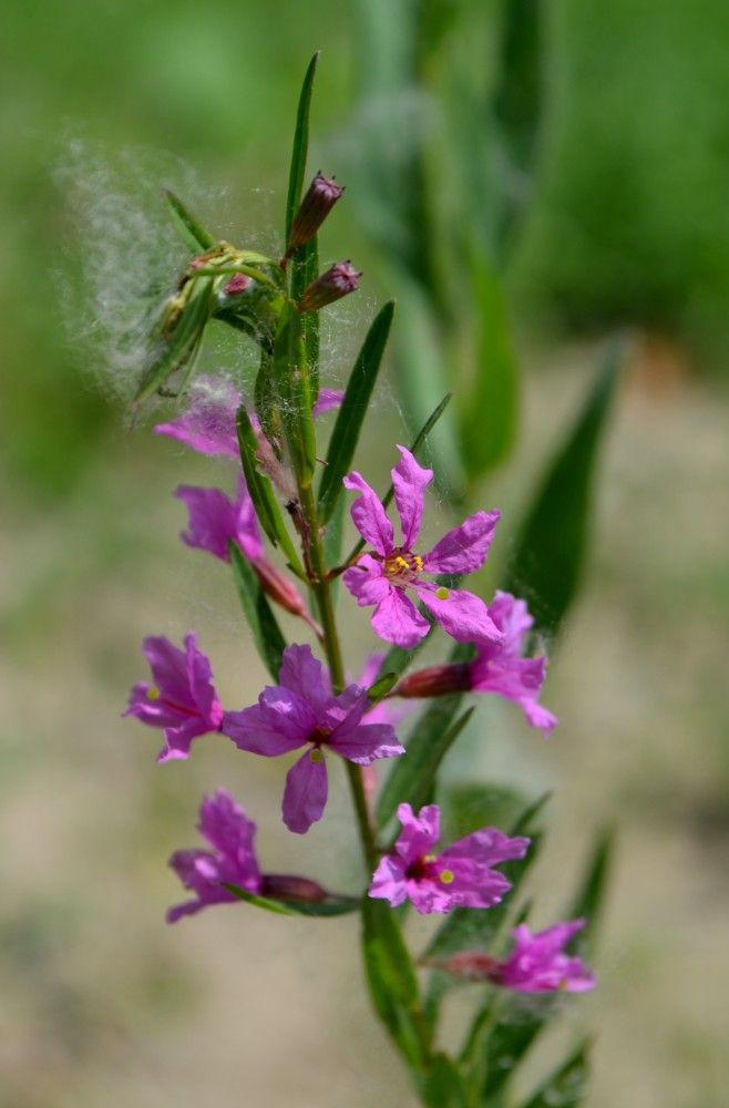 Image of Lythrum virgatum specimen.