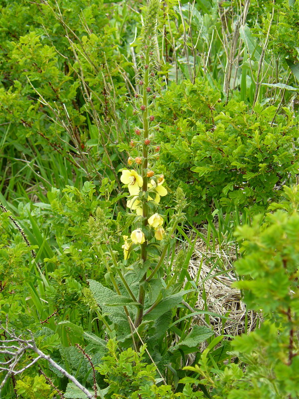 Image of Verbascum spectabile specimen.