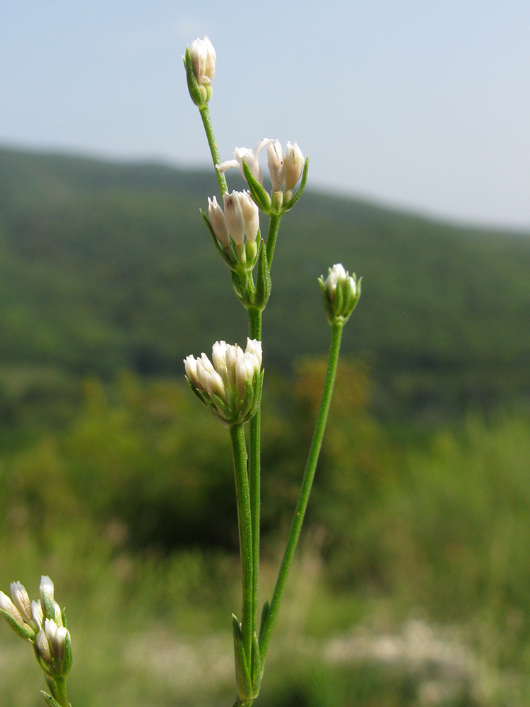 Image of Asperula supina specimen.