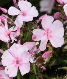 Phlox paniculata. Часть соцветия. Германия, г. Krefeld, Ботанический сад. 06.08.2013.