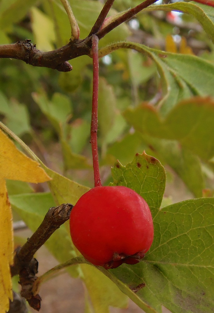 Image of genus Crataegus specimen.