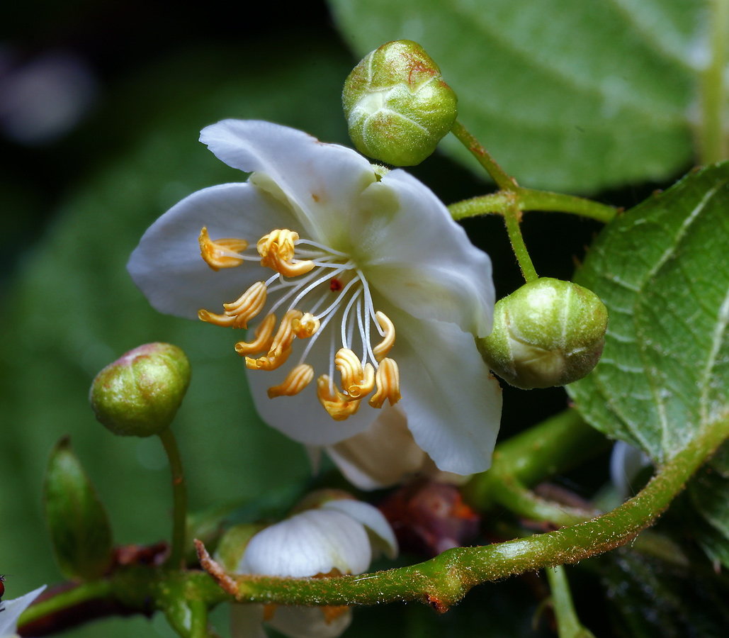 Image of Actinidia kolomikta specimen.