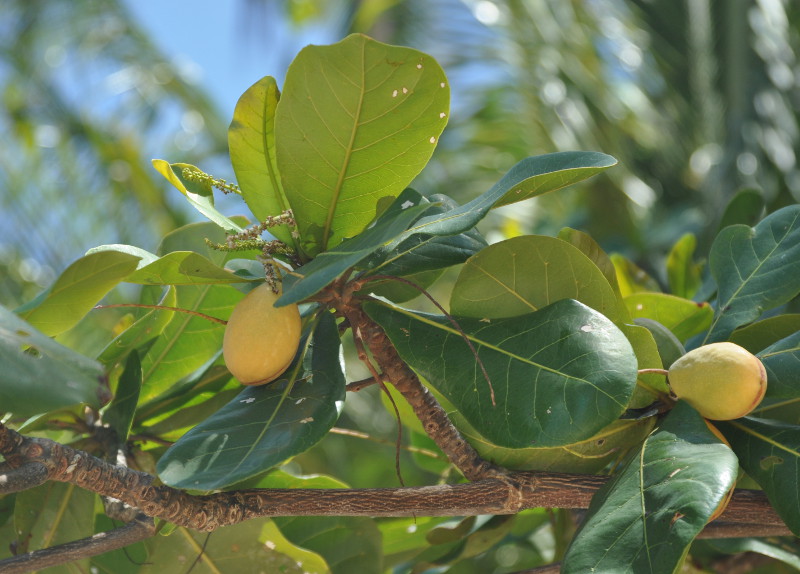 Изображение особи Terminalia catappa.