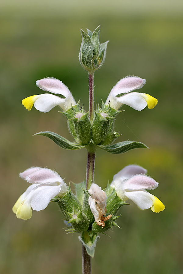 Image of Phlomoides labiosa specimen.