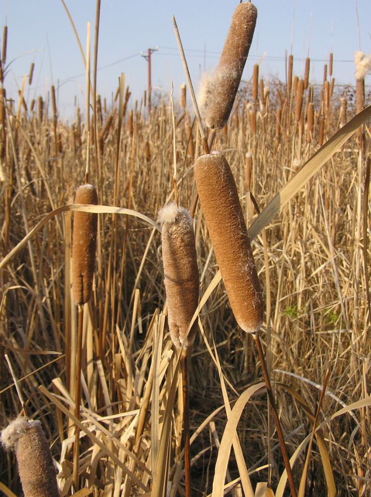 Изображение особи Typha &times; glauca.