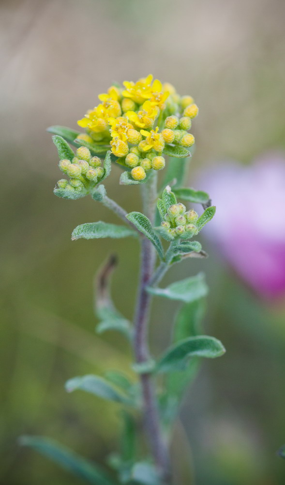 Изображение особи Odontarrhena muralis.