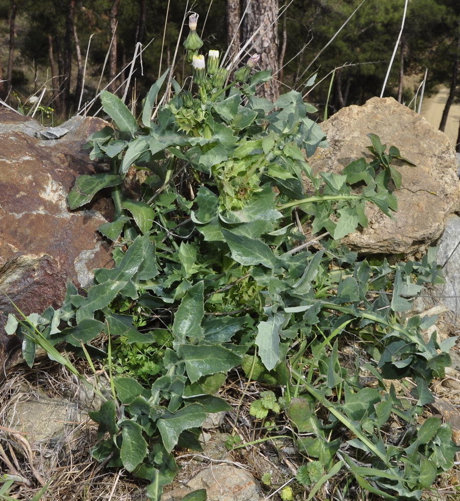 Изображение особи род Sonchus.